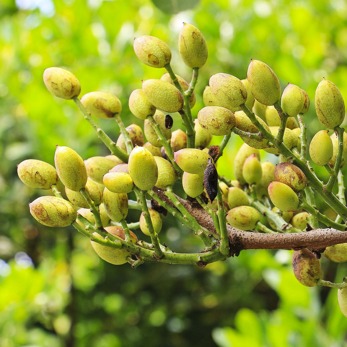 pistachios-arbol-tree